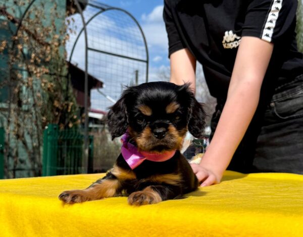 Ottawa Cavalier King Charles Spaniel Ottawa Cavalier King Charles Spaniel