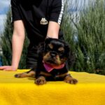Ottawa-female-Cavalier-puppy-for-sale-2
