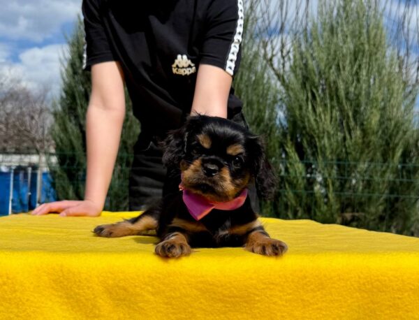 Ottawa Cavalier King Charles Spaniel Ottawa Cavalier King Charles Spaniel