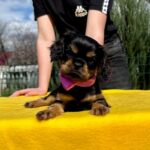Ottawa-female-Cavalier-puppy-for-sale-3