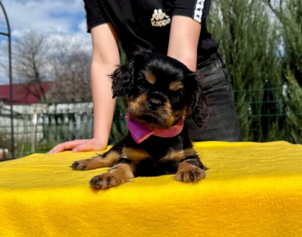 Ottawa Cavalier King Charles Spaniel Ottawa Cavalier King Charles Spaniel
