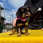 Ottawa-female-Cavalier-puppy-for-sale-4