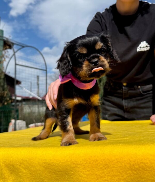Ottawa Cavalier King Charles Spaniel Ottawa Cavalier King Charles Spaniel