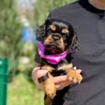 Ottawa-female-Cavalier-puppy-for-sale-5