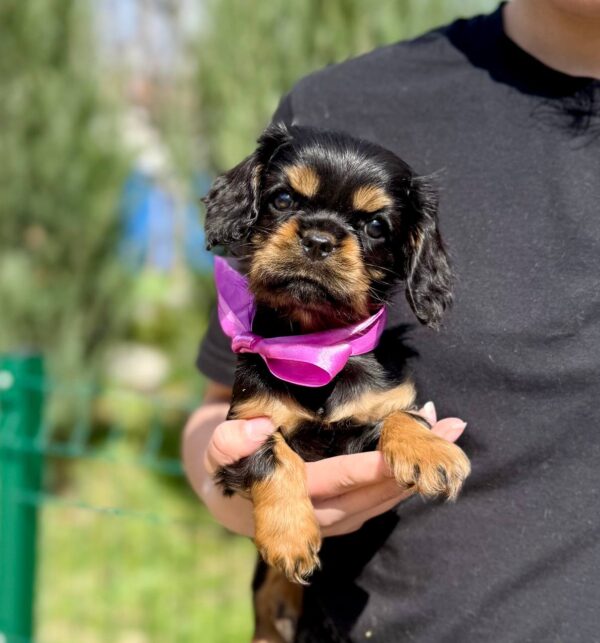 Ottawa Cavalier King Charles Spaniel Ottawa Cavalier King Charles Spaniel