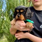 Oxford-male-Cavalier-puppy-for-sale-1
