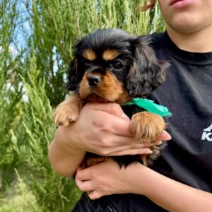 Oxford Cavalier King Charles Spaniel Oxford Cavalier King Charles Spaniel