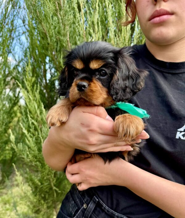 Oxford Cavalier King Charles Spaniel Oxford Cavalier King Charles Spaniel