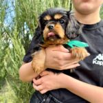 Oxford-male-Cavalier-puppy-for-sale-2