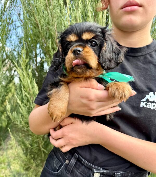 Oxford Cavalier King Charles Spaniel Oxford Cavalier King Charles Spaniel