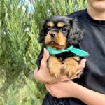 Oxford-male-Cavalier-puppy-for-sale-3
