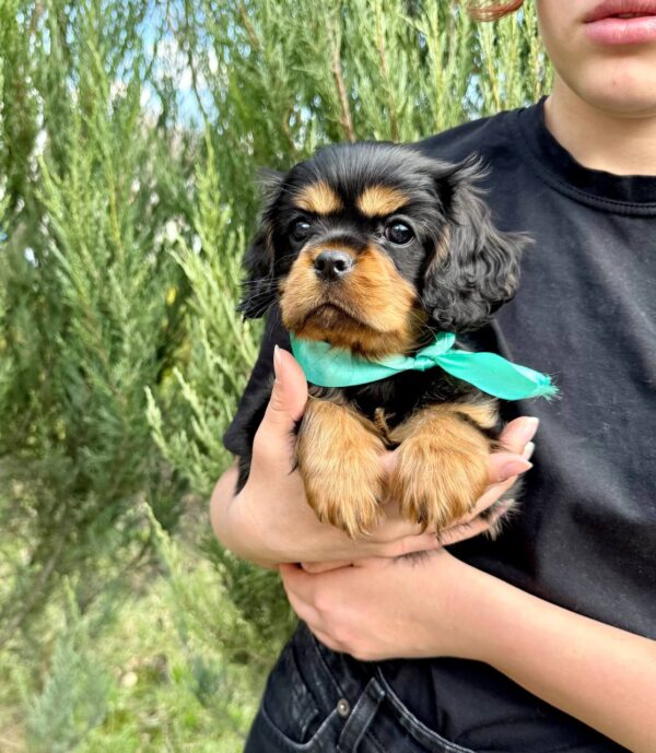 Oxford Cavalier King Charles Spaniel Oxford Cavalier King Charles Spaniel