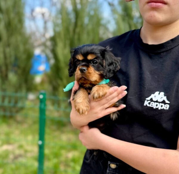 Oxford Cavalier King Charles Spaniel Oxford Cavalier King Charles Spaniel