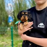 Oxford-male-Cavalier-puppy-for-sale-5