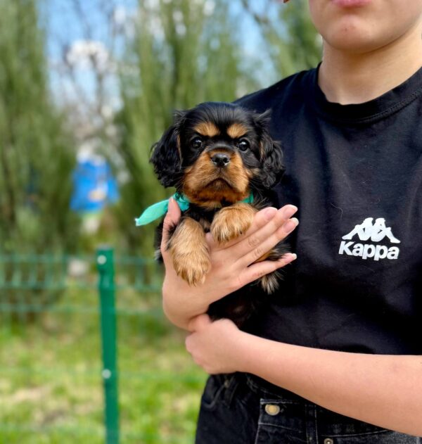 Oxford Cavalier King Charles Spaniel Oxford Cavalier King Charles Spaniel