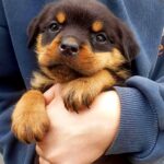 Palmera-female-Rottweiler-puppy-for-sale-1