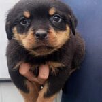 Palmera-female-Rottweiler-puppy-for-sale-2