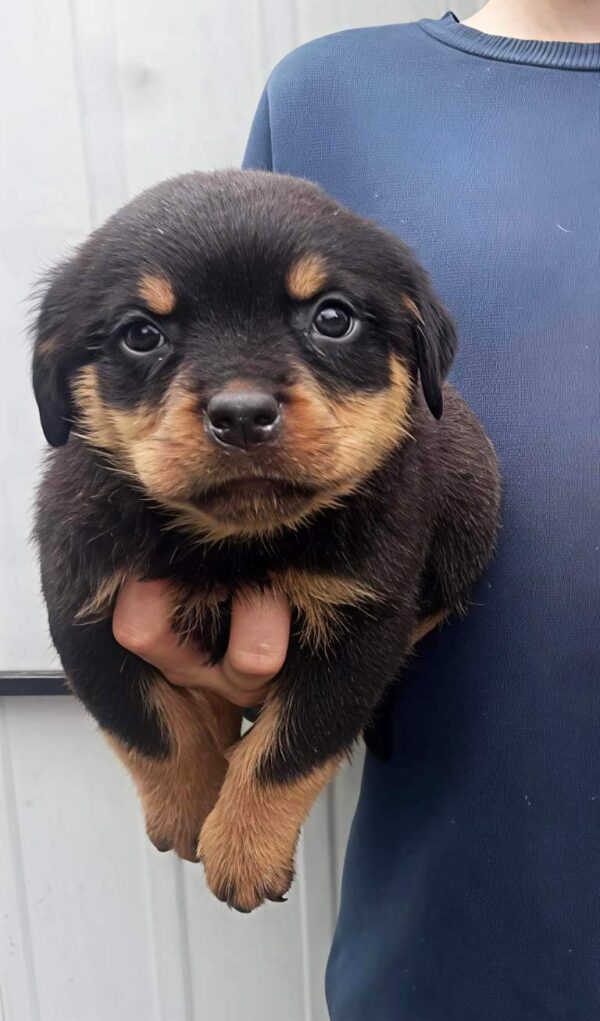 Palmera Rottweiler Palmera Rottweiler