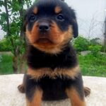 Palmera-female-Rottweiler-puppy-for-sale-3