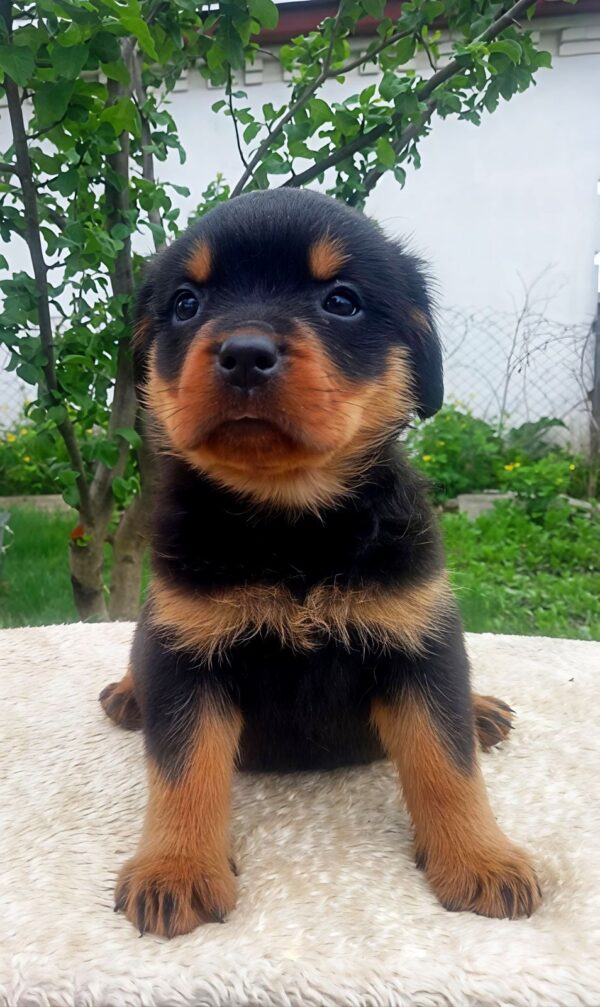 Palmera Rottweiler Palmera Rottweiler