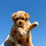 Palomna-female-Maltipoo-puppy-for-sale-1