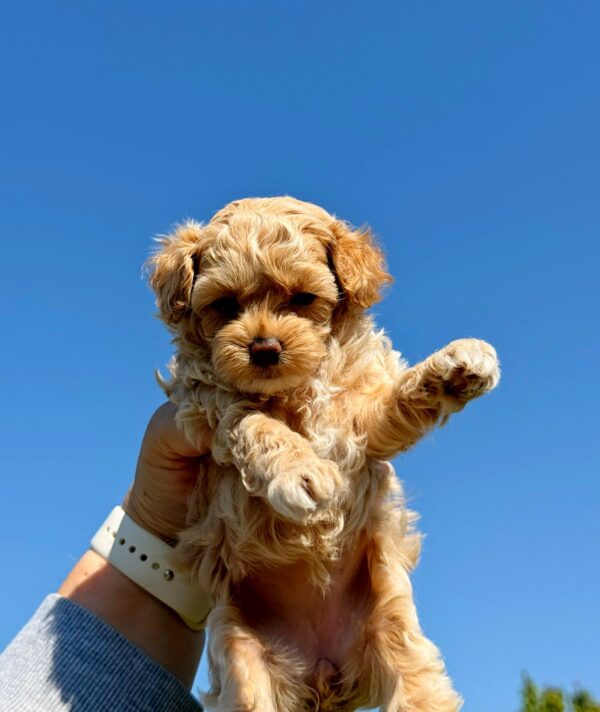 Palomna Maltipoo Palomna Maltipoo