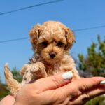 Palomna-female-Maltipoo-puppy-for-sale-2