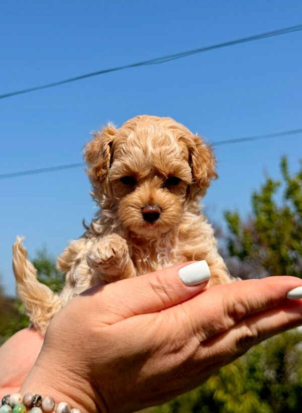Palomna Maltipoo Palomna Maltipoo