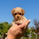 Palomna-female-Maltipoo-puppy-for-sale-3