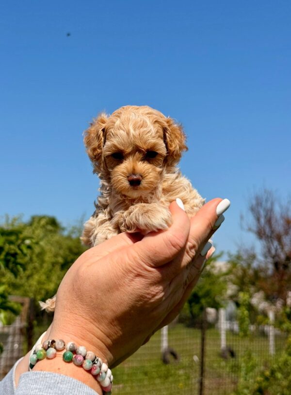 Palomna Maltipoo Palomna Maltipoo