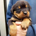 Panka-female-Rottweiler-puppy-for-sale-1