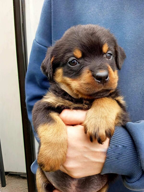 Panka Rottweiler Panka Rottweiler