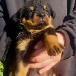 Parisa-female-Rottweiler-puppy-for-sale-1