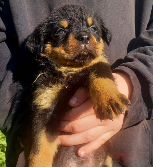 Parisa Rottweiler Parisa Rottweiler