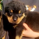 Parisa-female-Rottweiler-puppy-for-sale-2