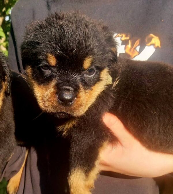 Parisa Rottweiler Parisa Rottweiler