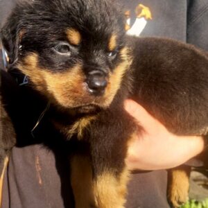 Parisa Rottweiler Parisa Rottweiler