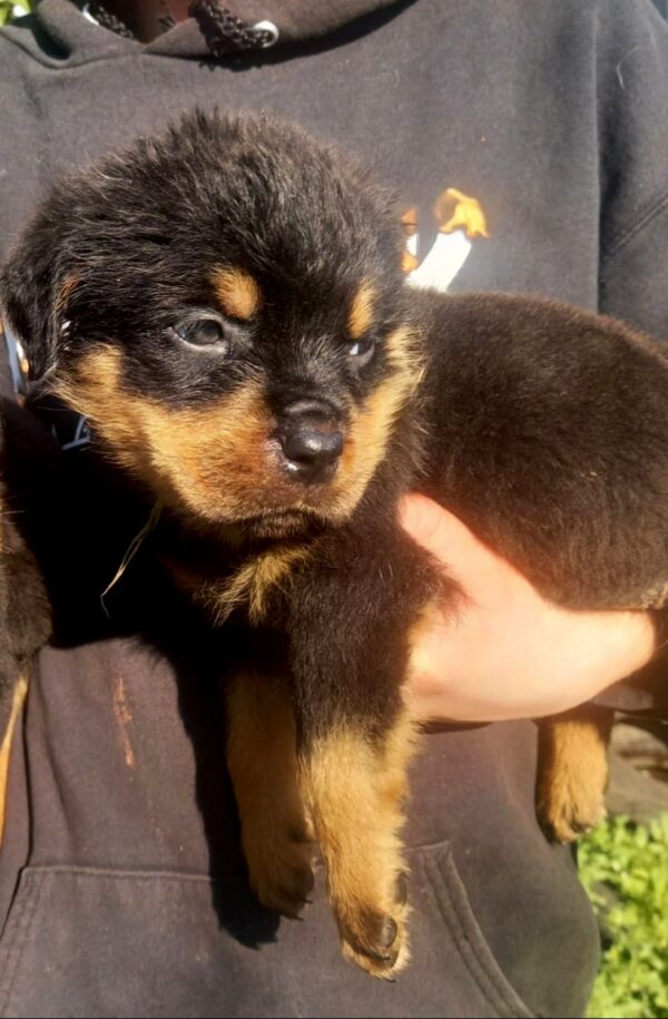 Parisa Rottweiler Parisa Rottweiler