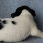 Parker-male-JRT-puppy-for-sale-1