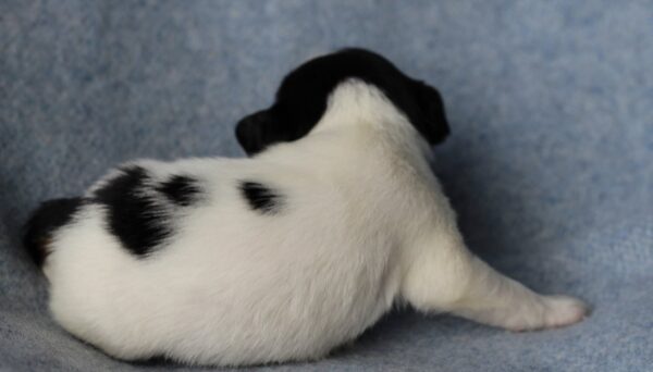 Parker Jack Russell Terrier Parker Jack Russell Terrier