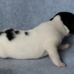 Parker-male-JRT-puppy-for-sale-2