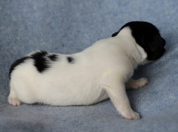 Parker Jack Russell Terrier Parker Jack Russell Terrier
