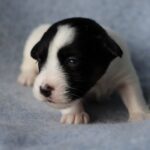 Parker-male-JRT-puppy-for-sale-3