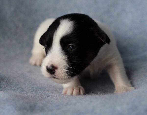 Parker Jack Russell Terrier Parker Jack Russell Terrier