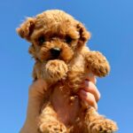 Patches-male-Maltipoo-puppy-for-sale-1