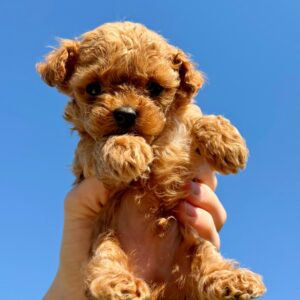 Patches Maltipoo Patches Maltipoo