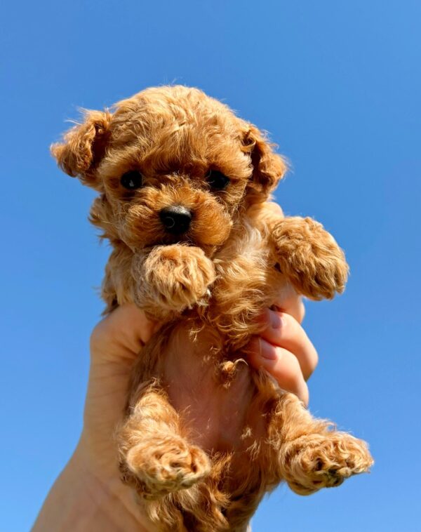 Patches Maltipoo Patches Maltipoo
