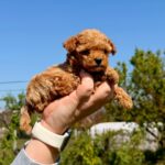 Patches-male-Maltipoo-puppy-for-sale-2