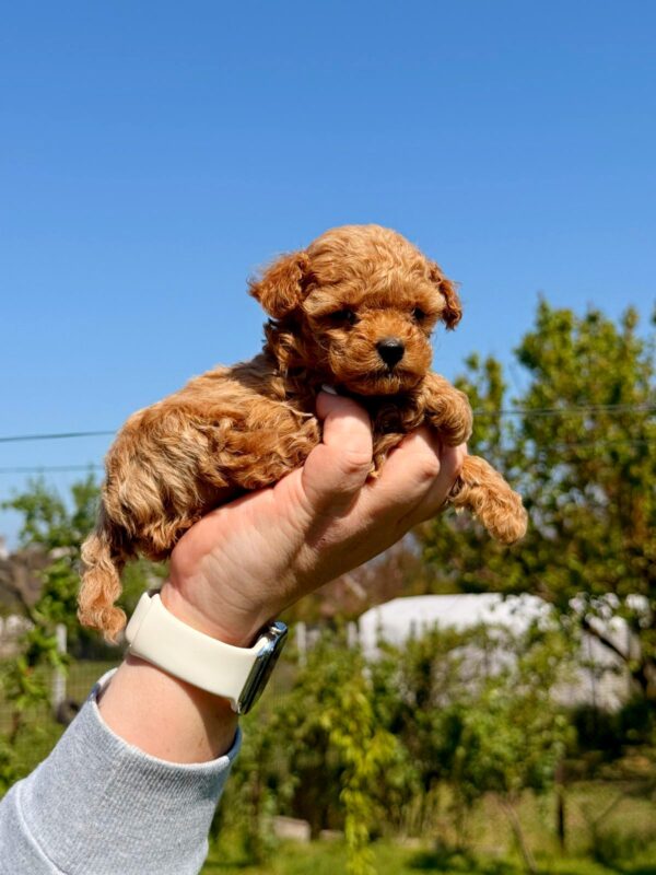 Patches Maltipoo Patches Maltipoo