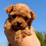Patches-male-Maltipoo-puppy-for-sale-3